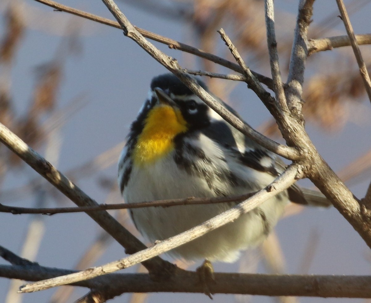 Yellow-throated Warbler - Jodi Brodsky