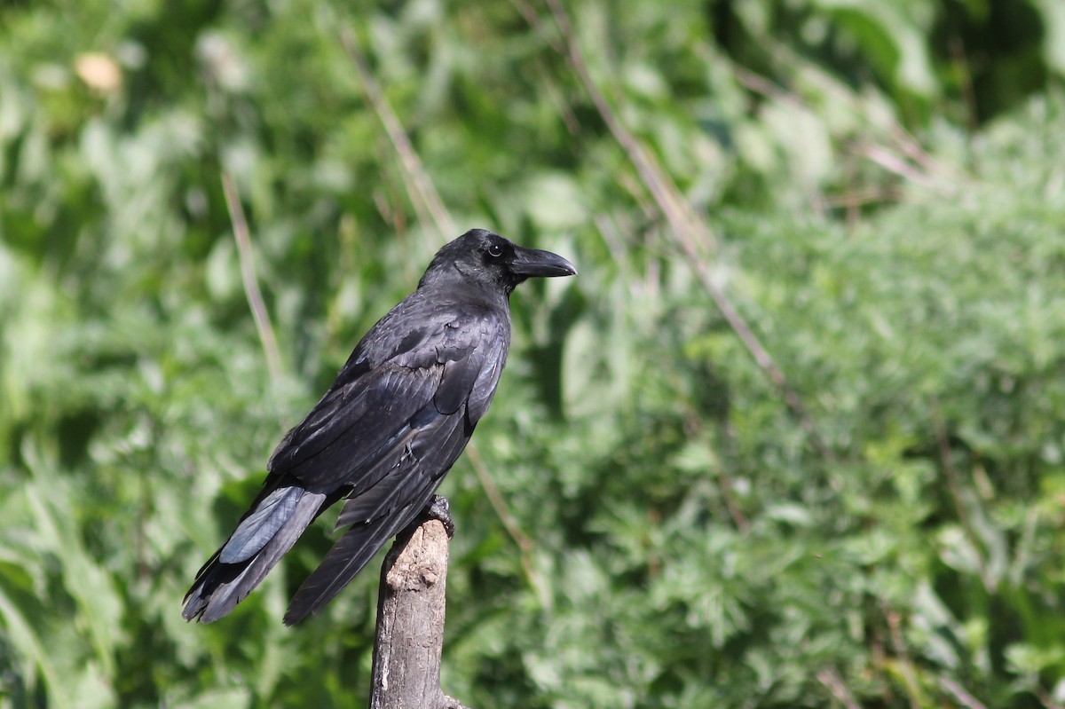 Large-billed Crow (Large-billed) - ML614111207