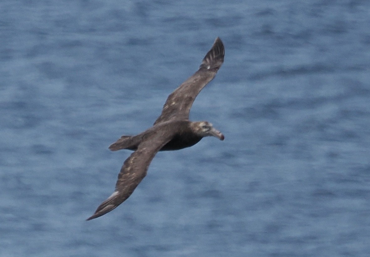 Southern/Northern Giant-Petrel - ML614111320