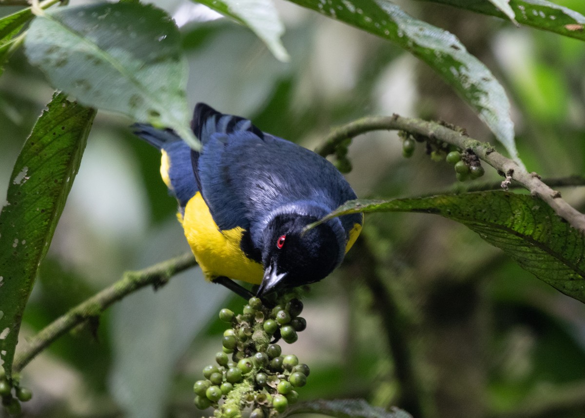 Hooded Mountain Tanager - ML614111408