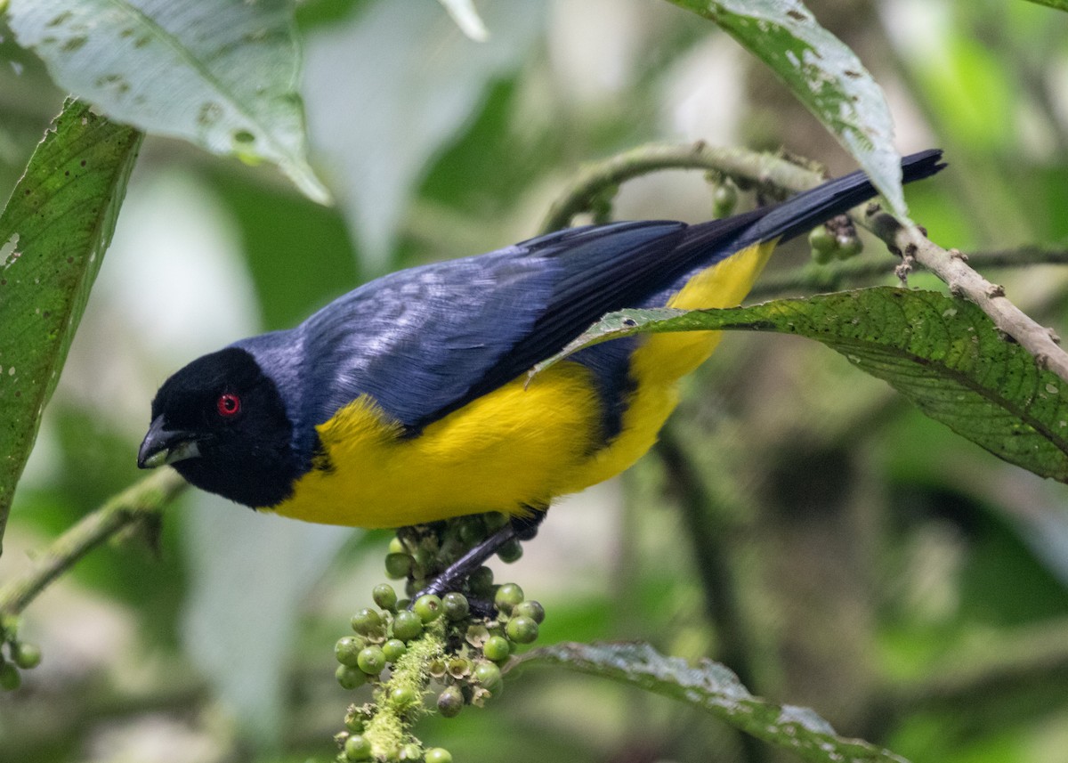 Hooded Mountain Tanager - ML614111409