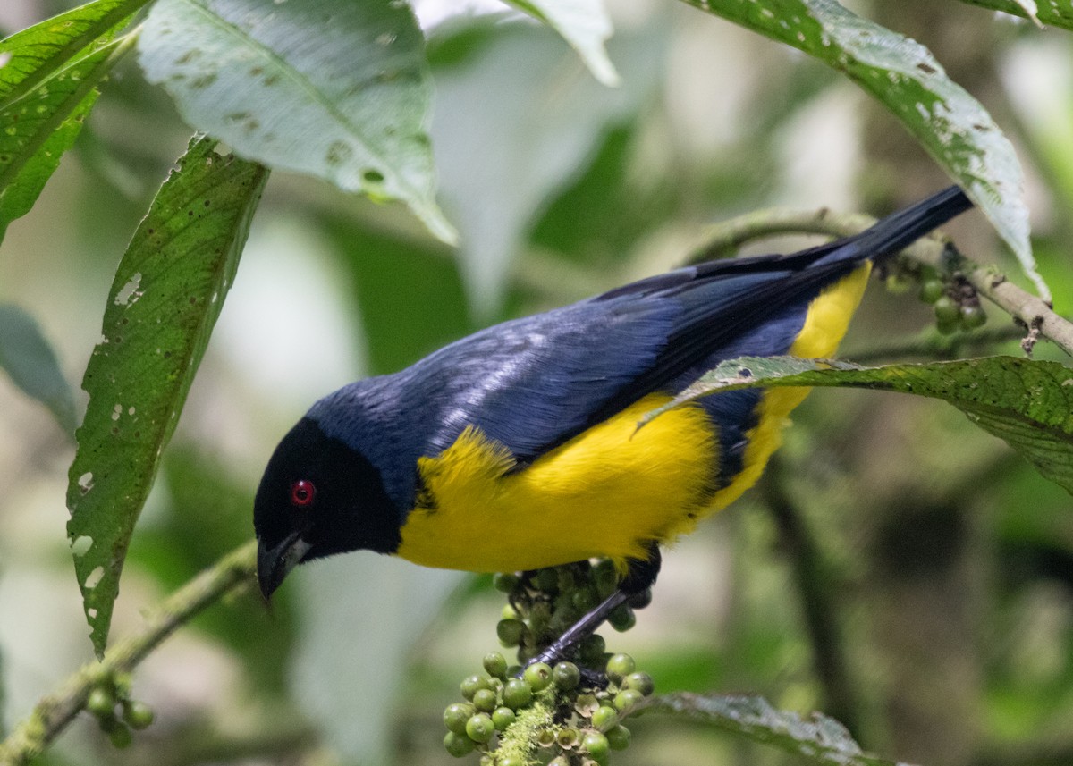 Hooded Mountain Tanager - ML614111413