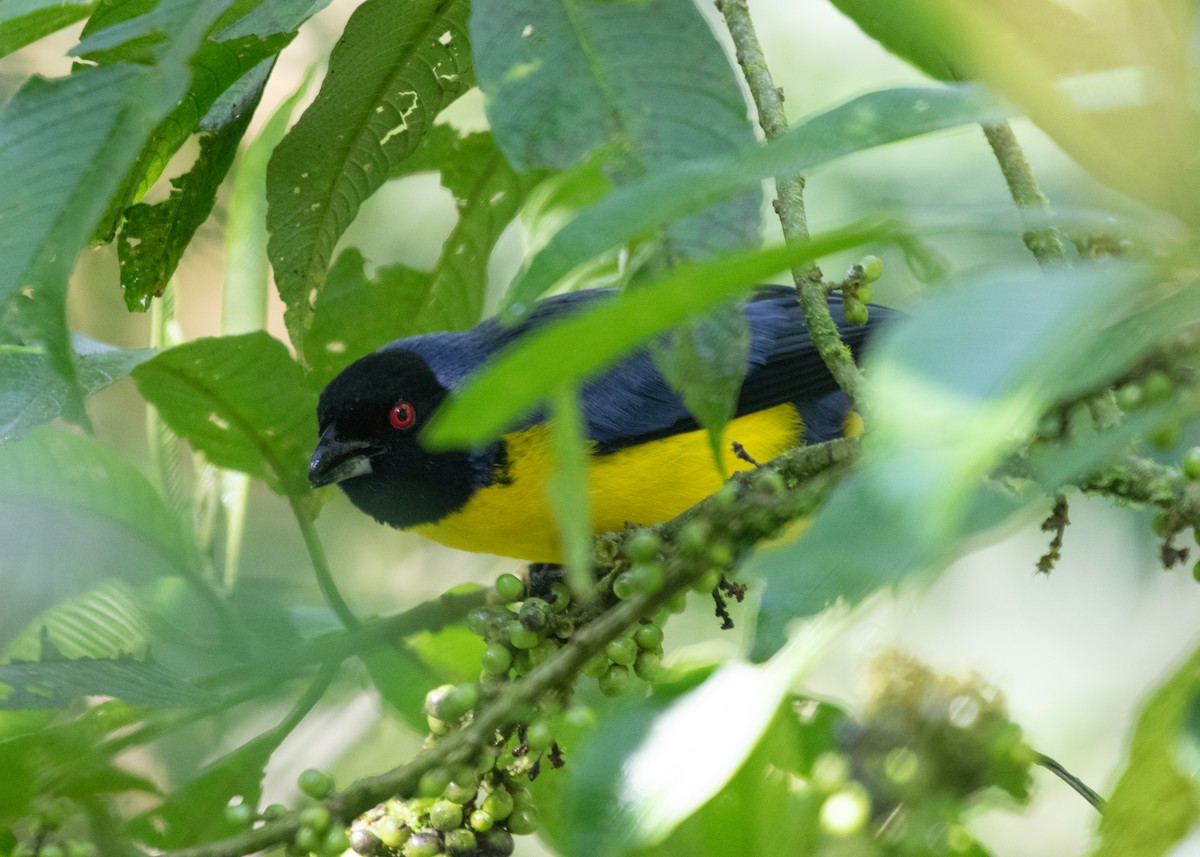 Hooded Mountain Tanager - ML614111414