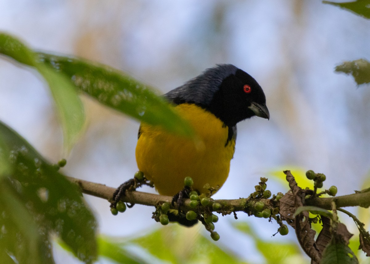 Hooded Mountain Tanager - ML614111415