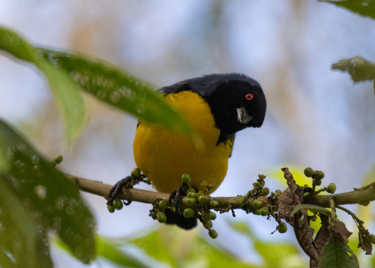 Hooded Mountain Tanager - ML614111416