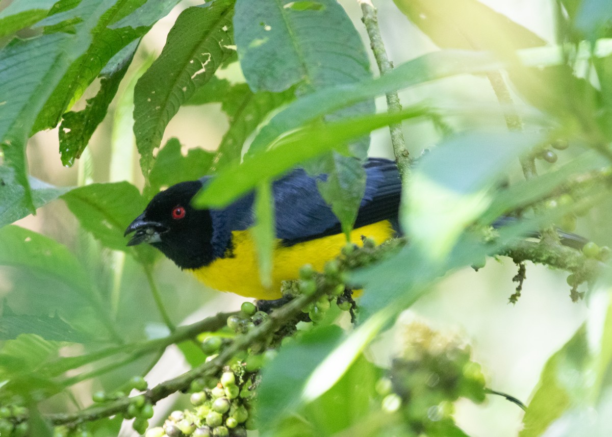 Hooded Mountain Tanager - ML614111417