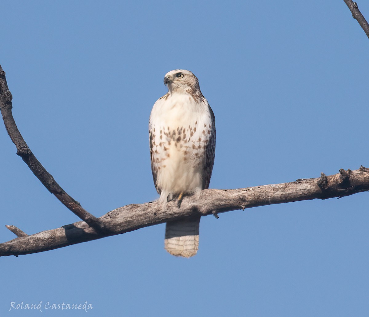 ML614111699 - Red-tailed Hawk (Krider's) - Macaulay Library