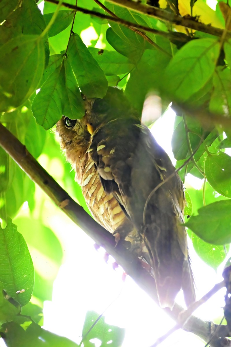 African Wood-Owl - ML614111715