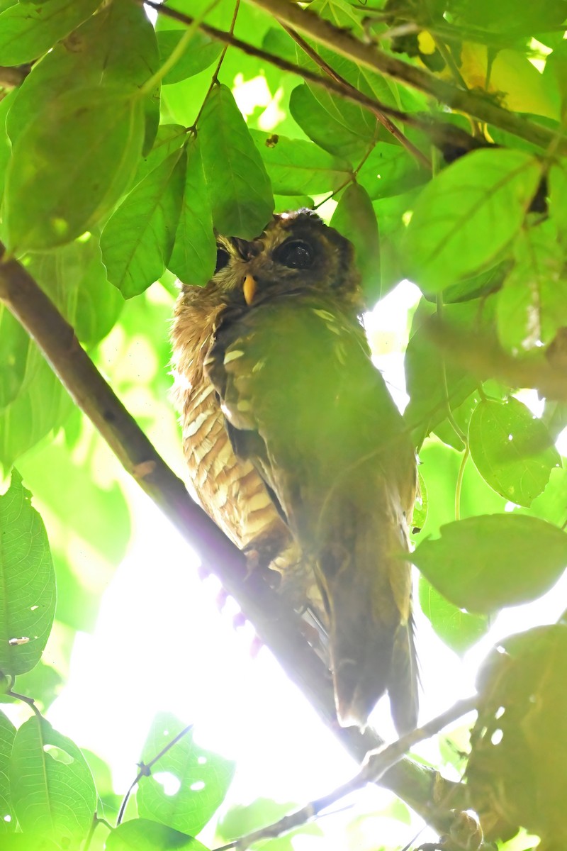 African Wood-Owl - Eileen Gibney