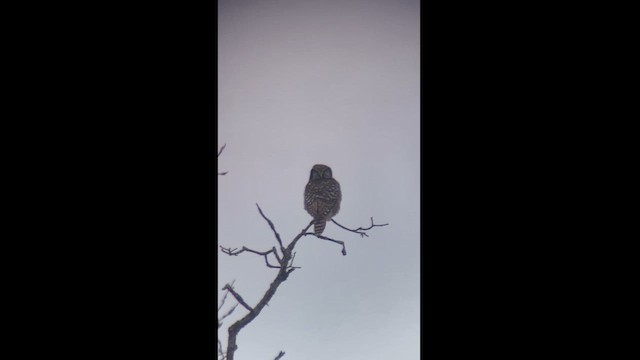 Northern Hawk Owl - ML614111947