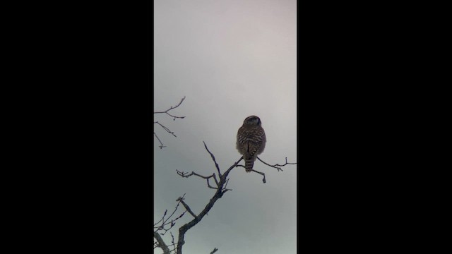 Northern Hawk Owl - ML614111948