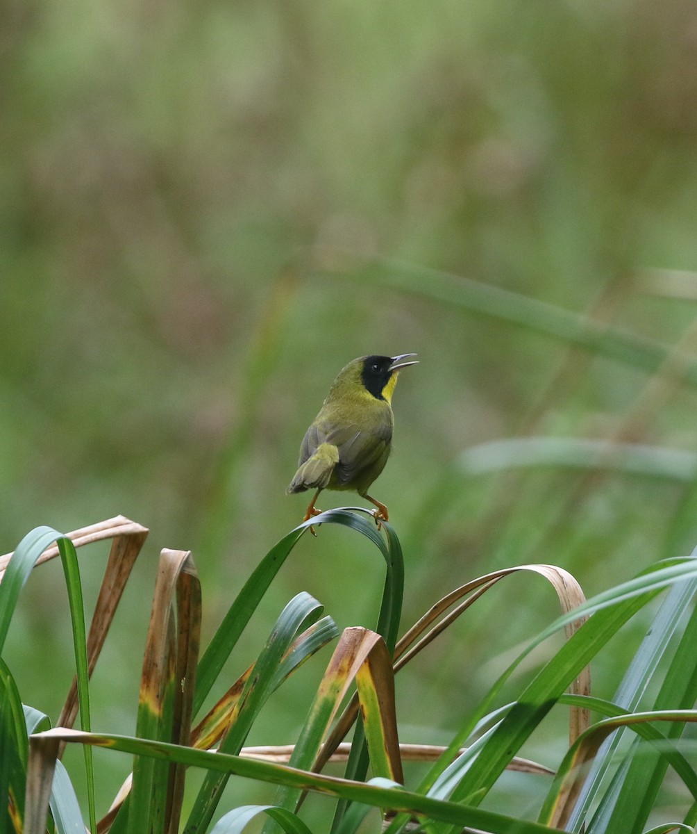 Olive-crowned Yellowthroat - ML614112223