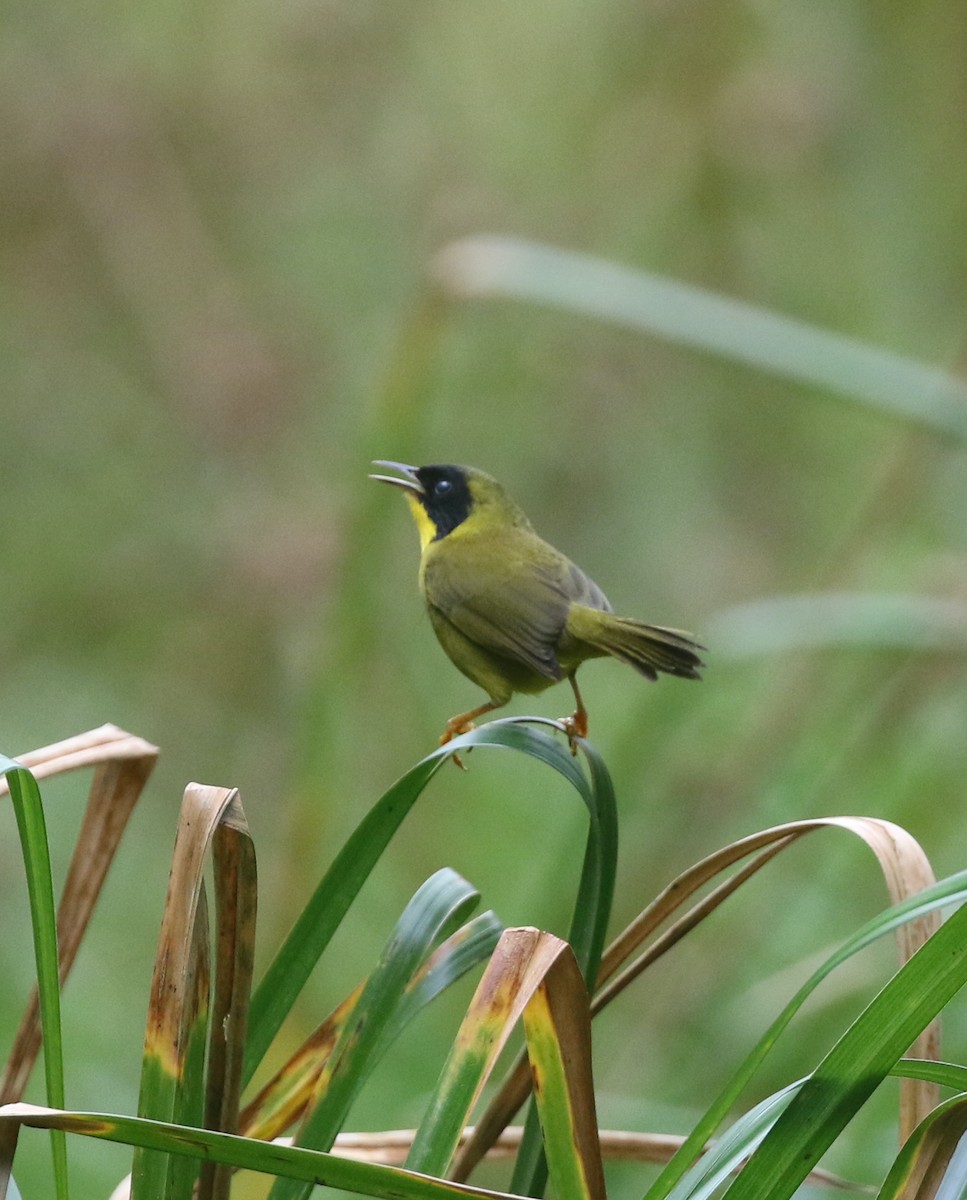 Olive-crowned Yellowthroat - ML614112238
