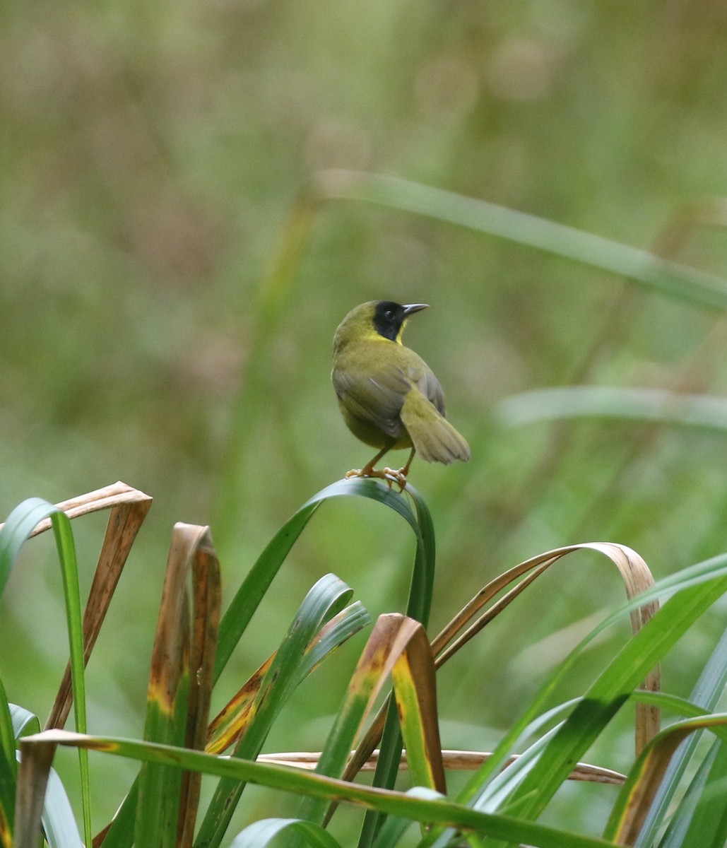 Olive-crowned Yellowthroat - ML614112274