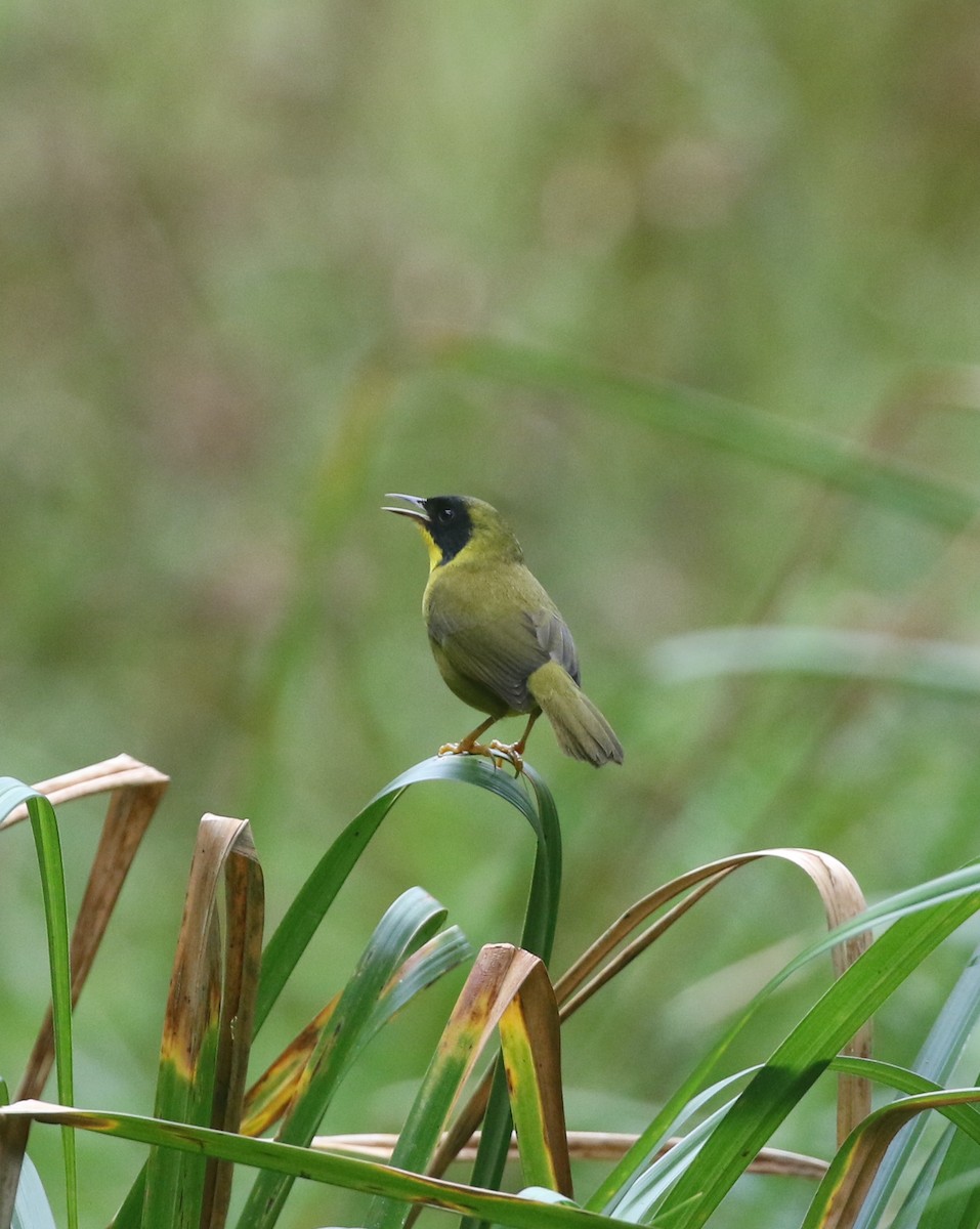 Olive-crowned Yellowthroat - ML614112306
