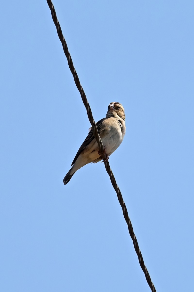 Fan-tailed Widowbird - ML614112383