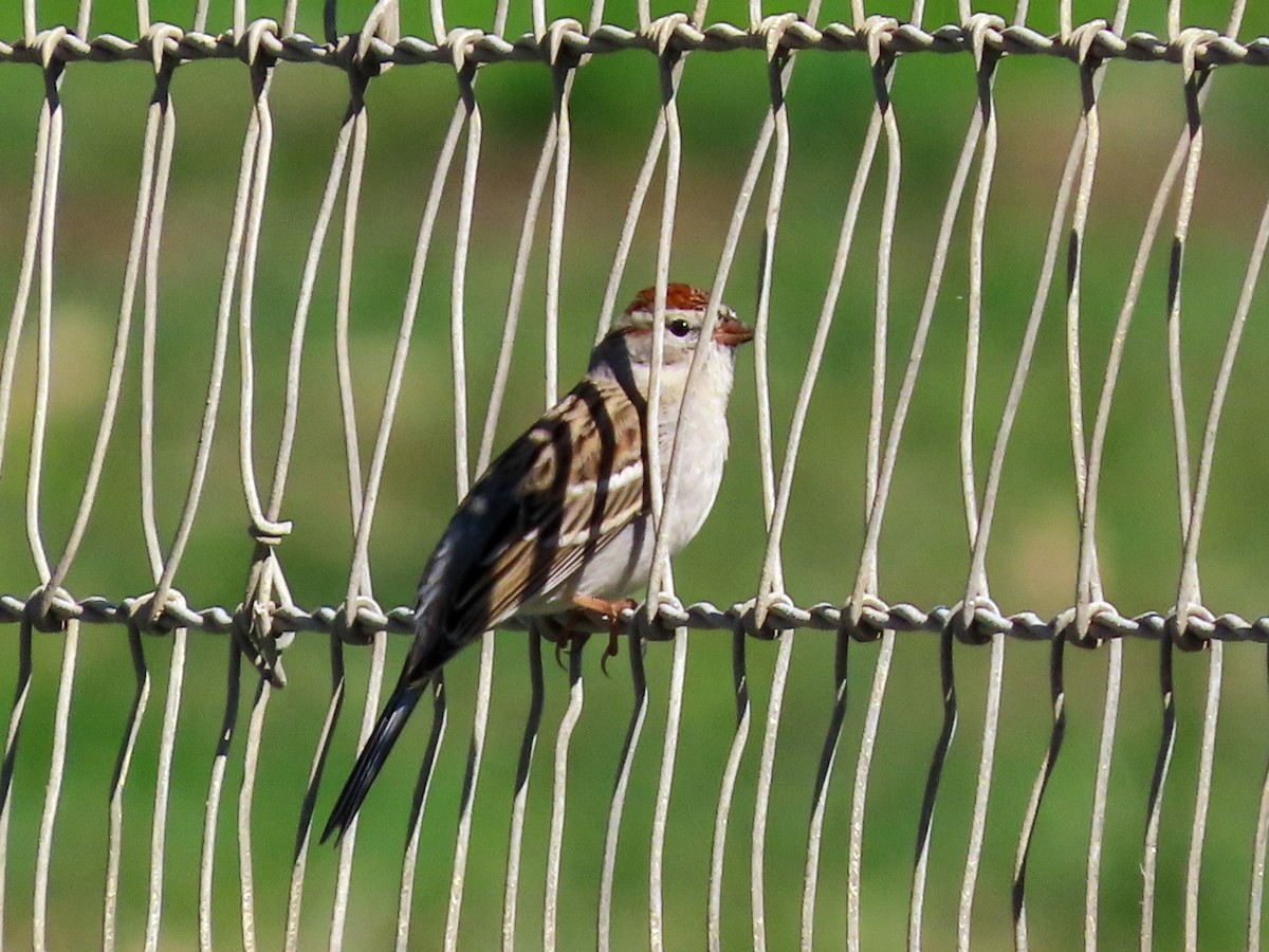 Chipping Sparrow - ML614112395