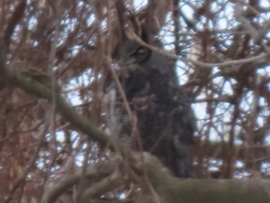 Great Horned Owl - ML614113266