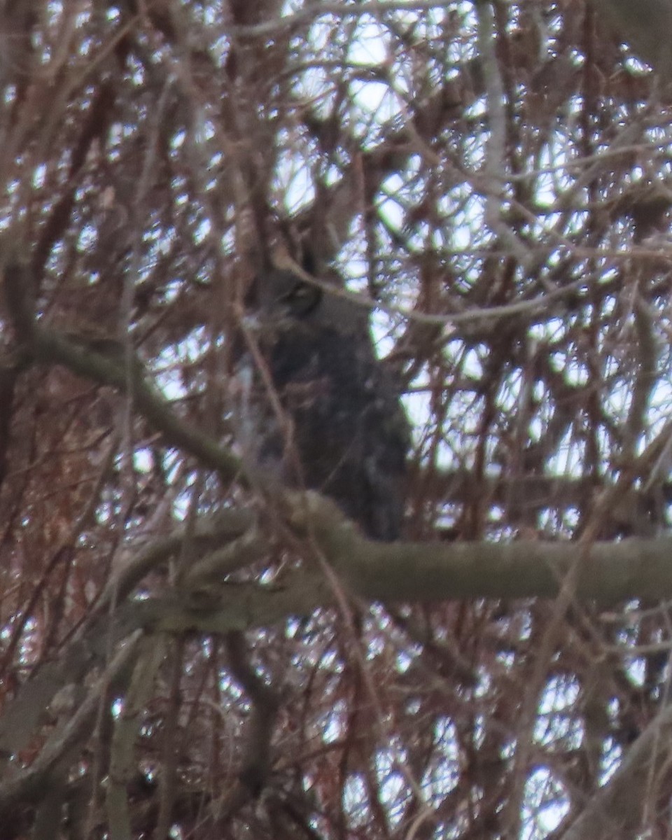 Great Horned Owl - ML614113267