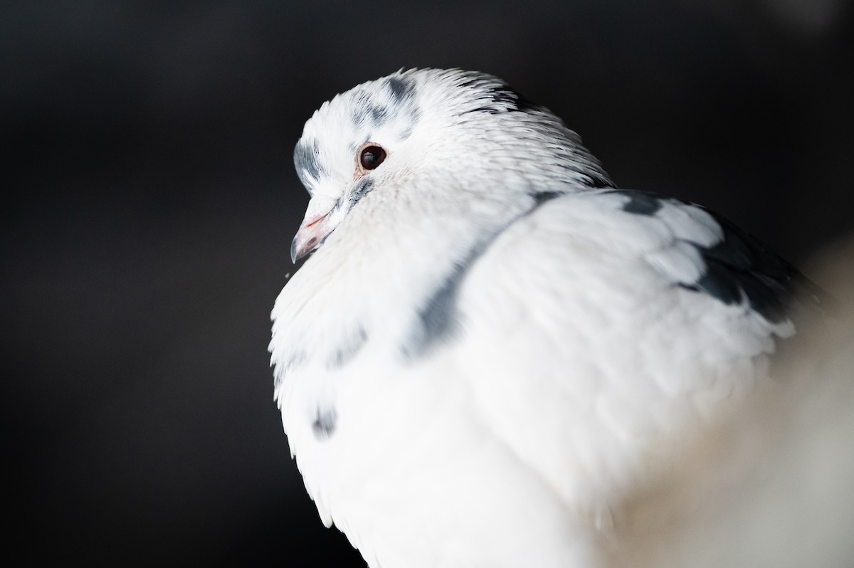 Сизый голубь (Одомашненного типа) - ML614113269
