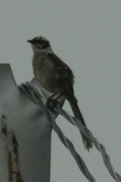 Long-tailed Mockingbird - ML614113323