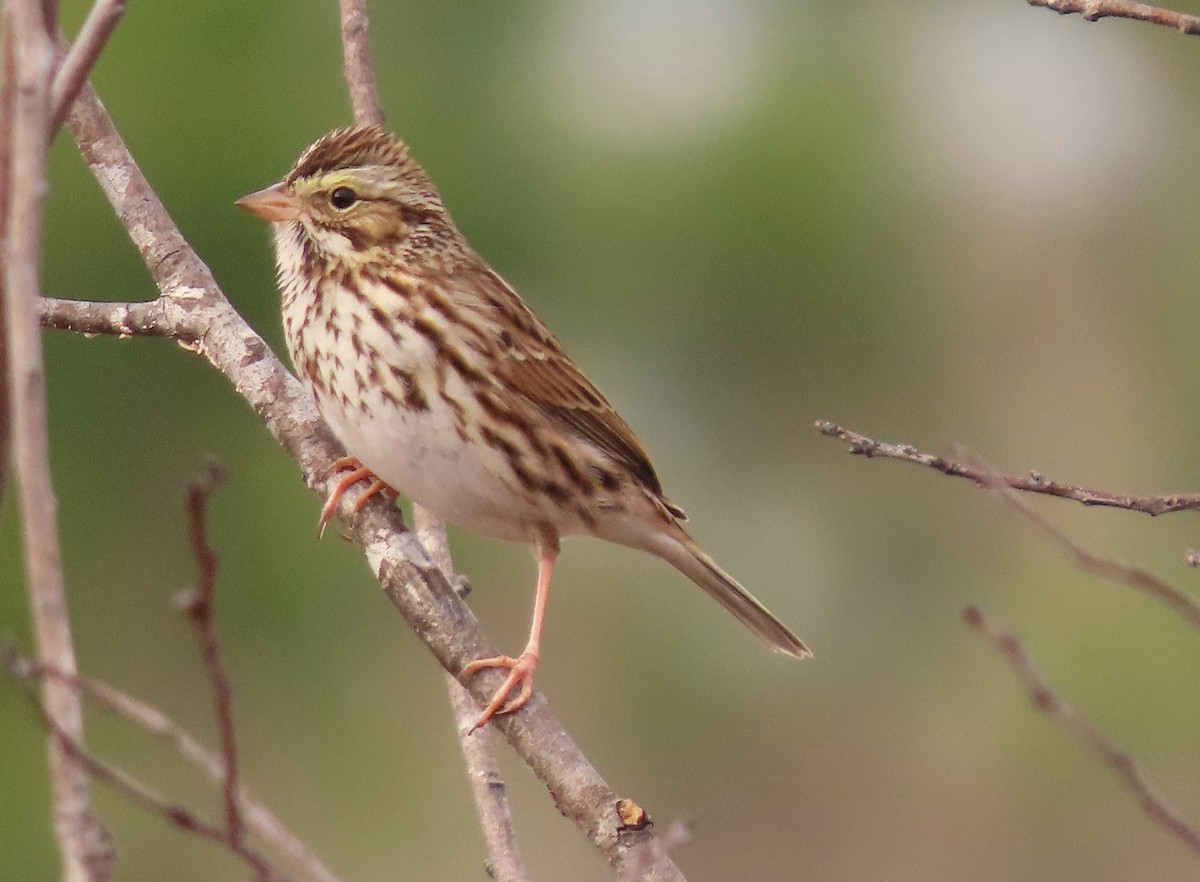 North Carolina Bird Atlas Checklist - 26 Jan 2024 - Sandhills Game Land ...