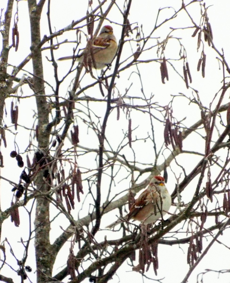 American Tree Sparrow - ML614113495