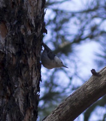 White-breasted Nuthatch - ML614113865