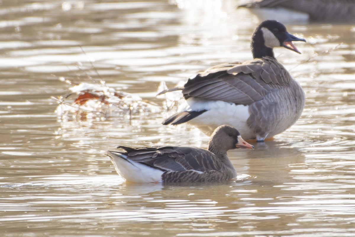 Greater White-fronted Goose - ML614113881