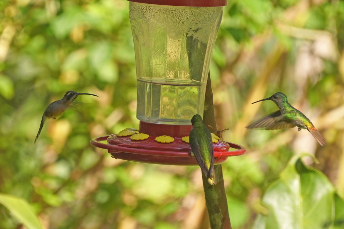 kolibřík podrostní - ML614114661