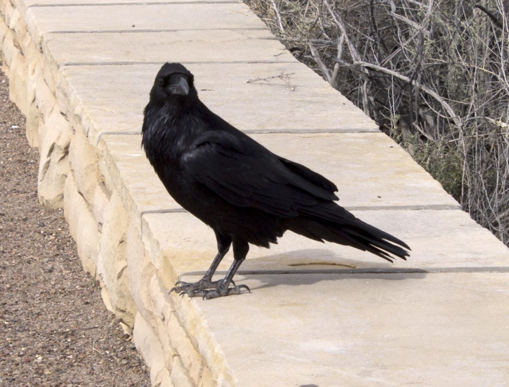 Common Raven - ML614114747
