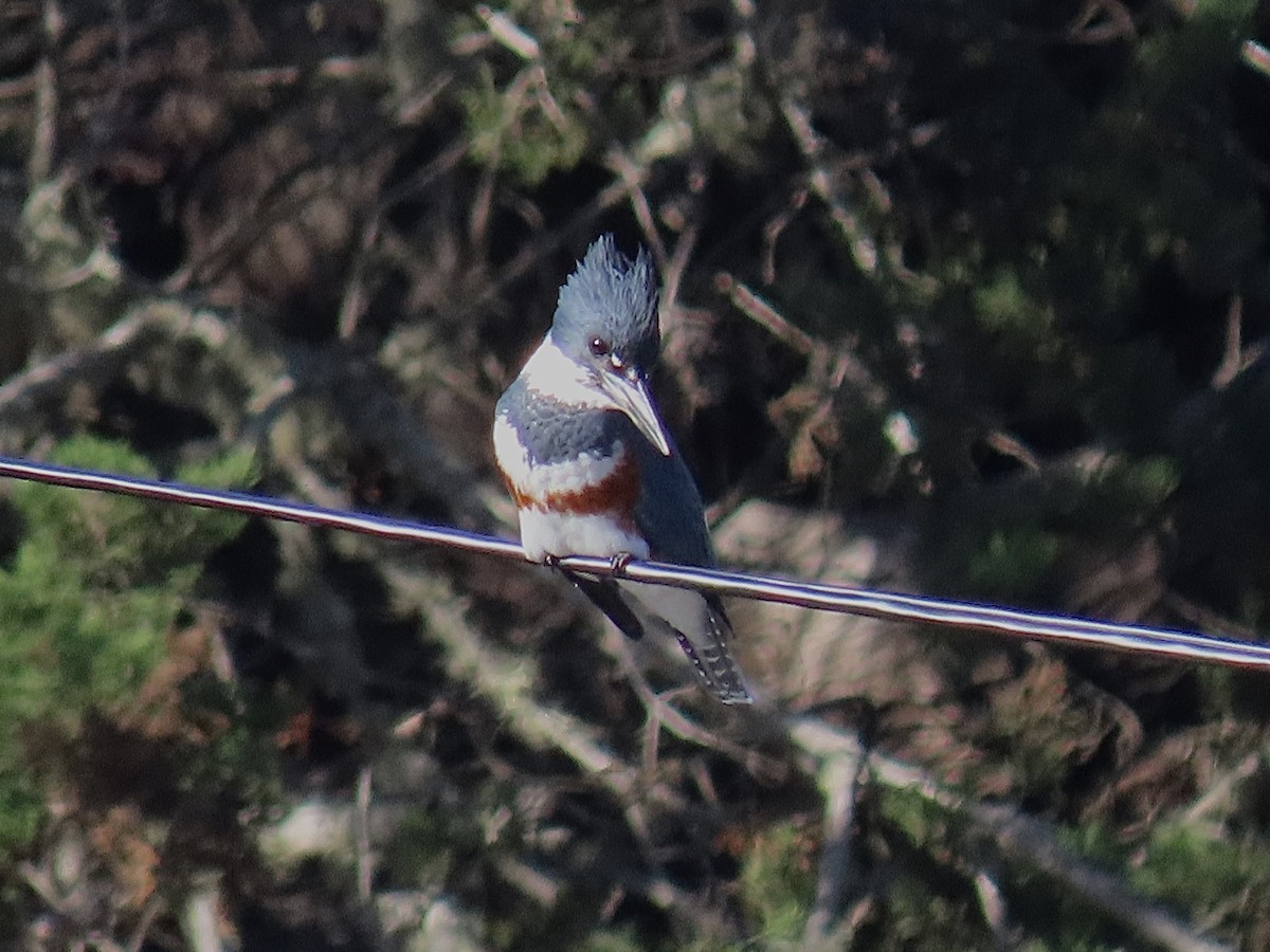 Belted Kingfisher - ML614114830