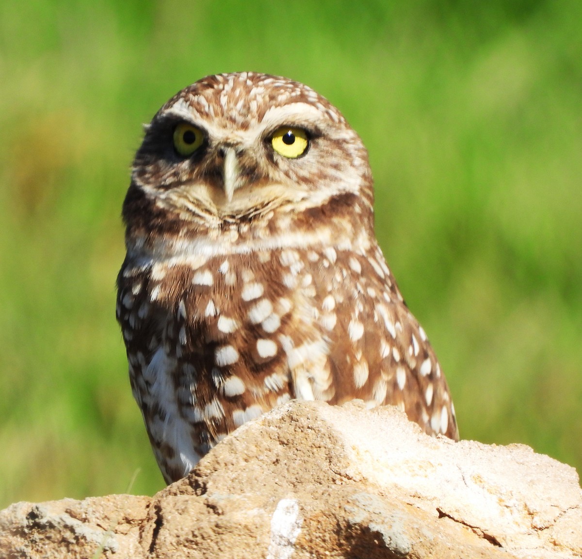 Burrowing Owl - ML614114887