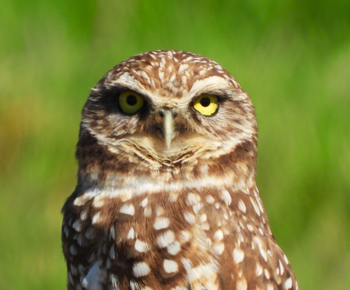 Burrowing Owl - ML614114888