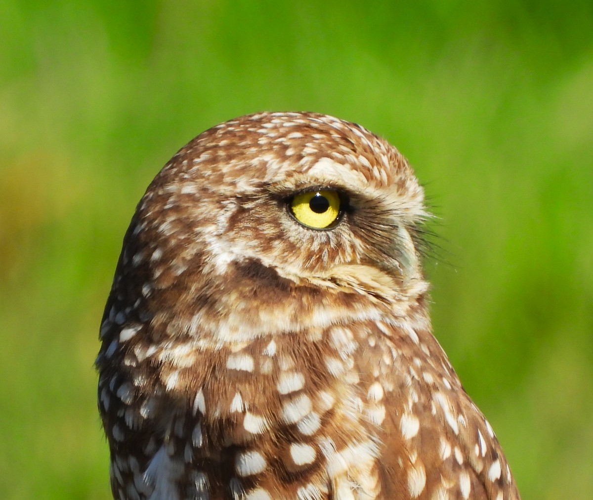 Burrowing Owl - ML614114889