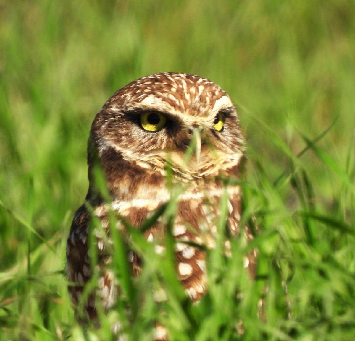 Burrowing Owl - ML614114890