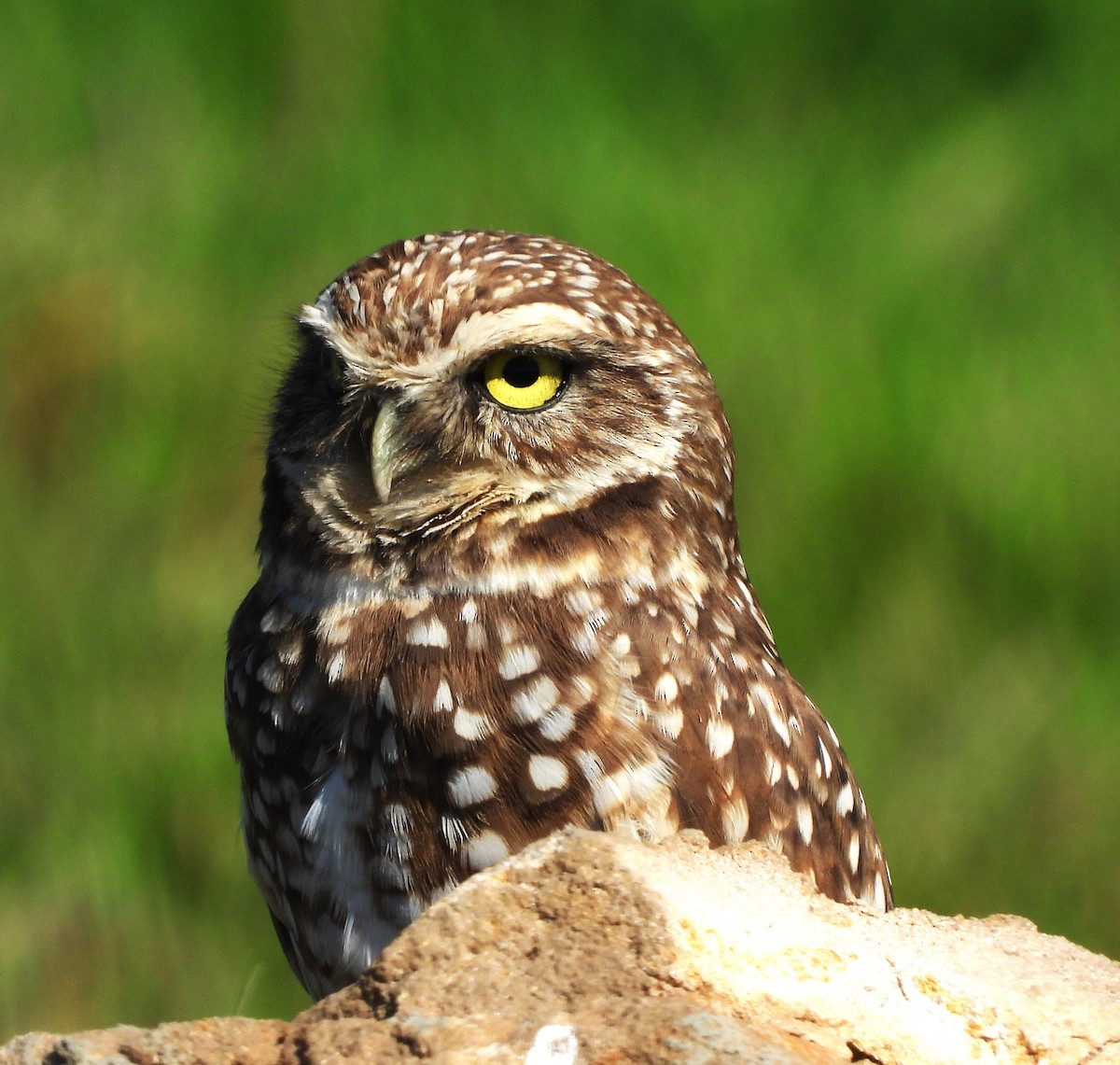 Burrowing Owl - ML614114892