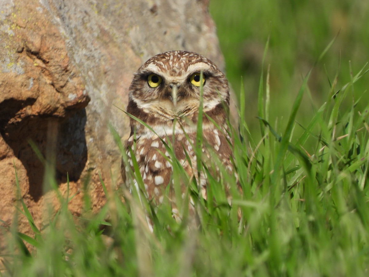 Burrowing Owl - ML614114895