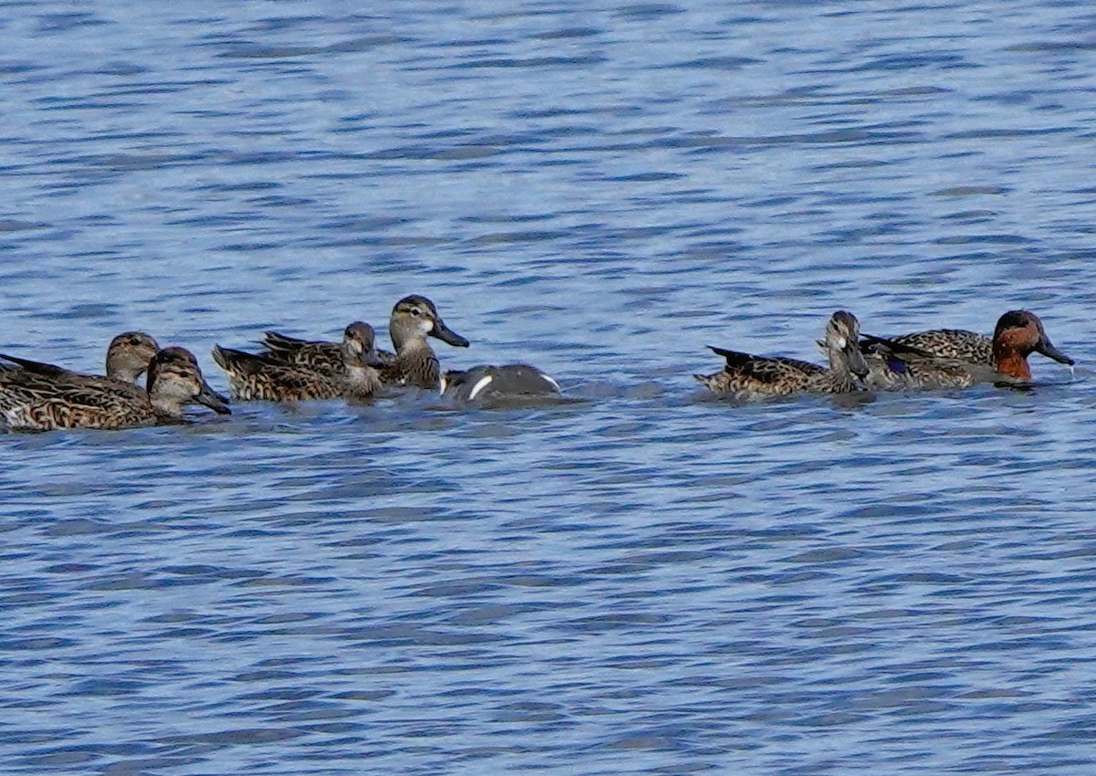 EBird Checklist 27 Jan 2024 Buffalo Creek Golf Course 37 Species   1200