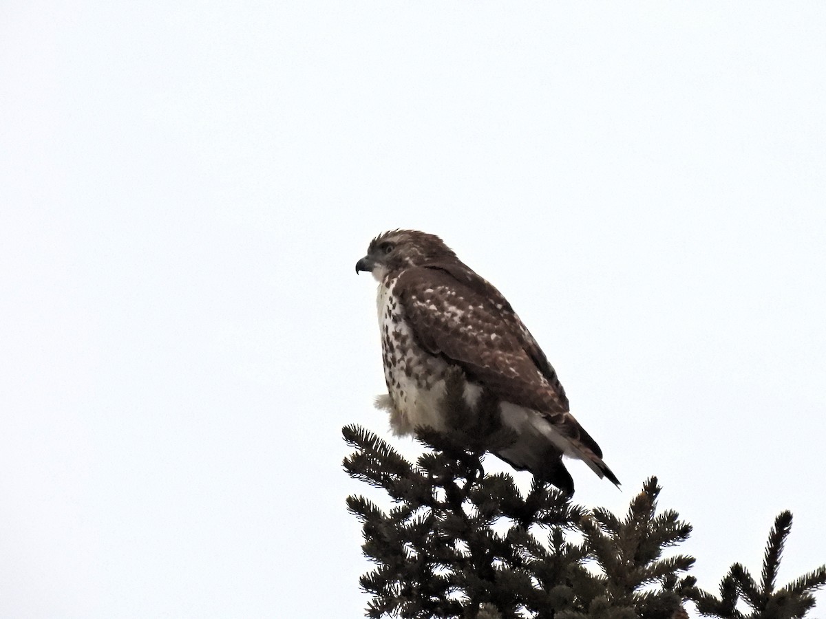 Ebird checklist 28 jan 2024 60 rue les c dres laval qu bec ca
