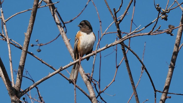 Spotted Towhee - ML614115217