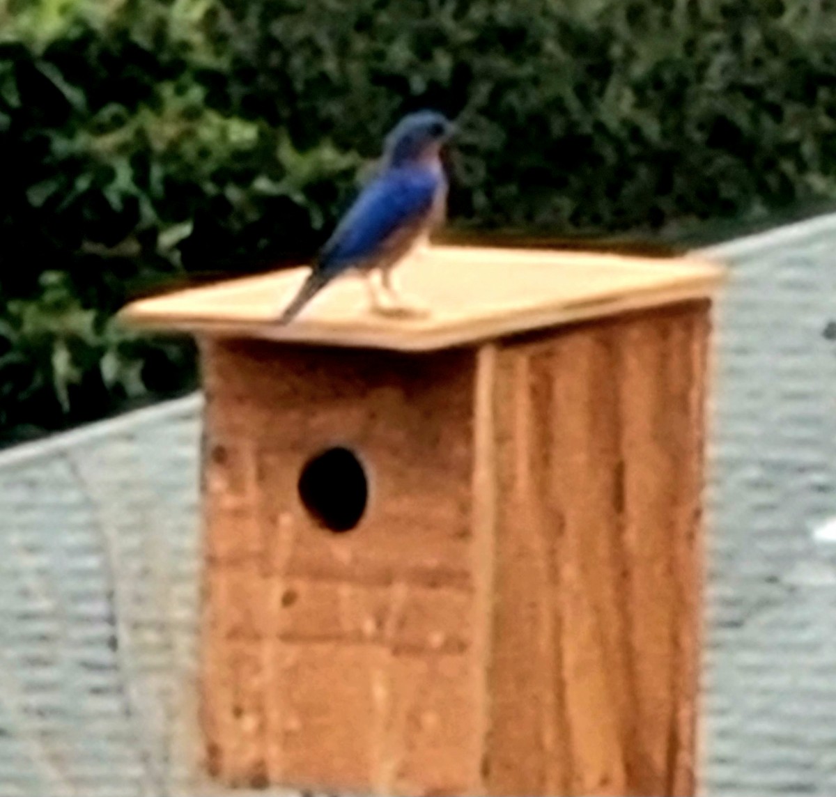 eBird Checklist 28 Jan 2024 Oakland Nature Preserve 45 species