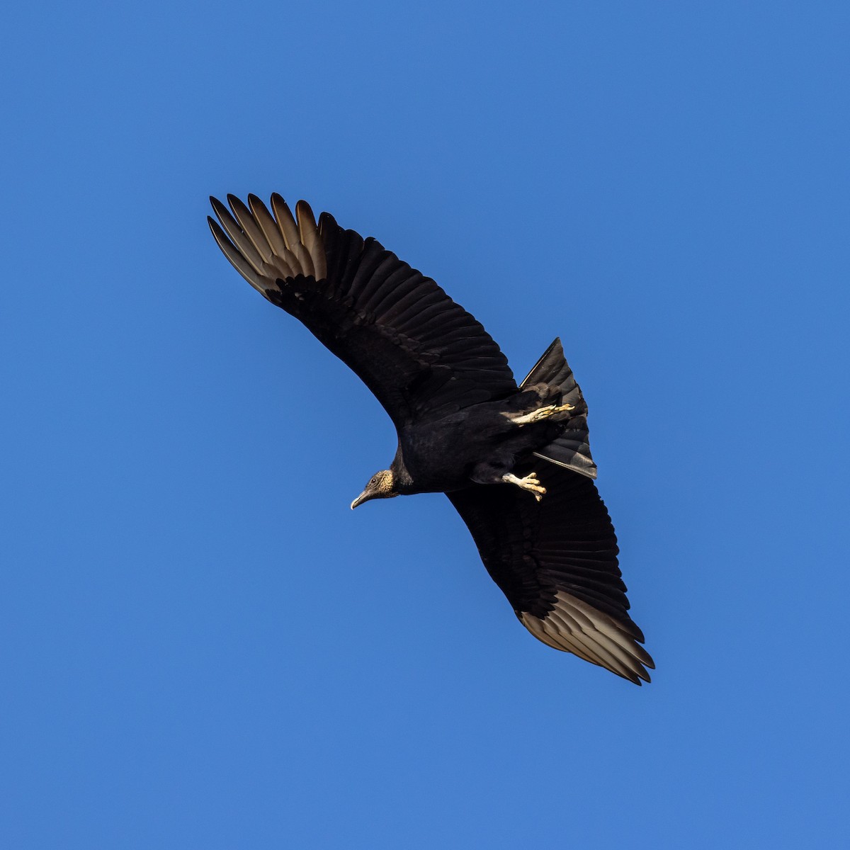Black Vulture - ML614115423