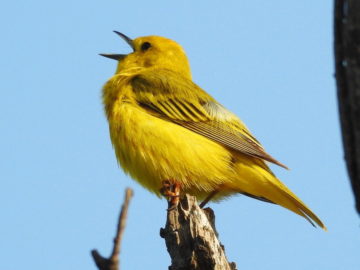Yellow Warbler - Bonnie Kinder