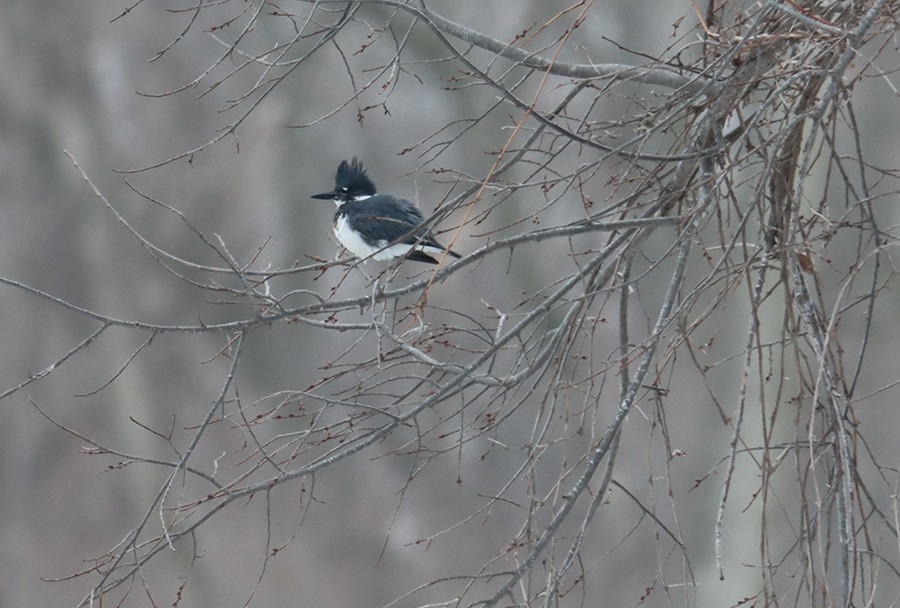 Belted Kingfisher - ML614115683