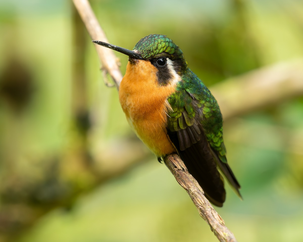 kolibřík fialovohrdlý - ML614115688