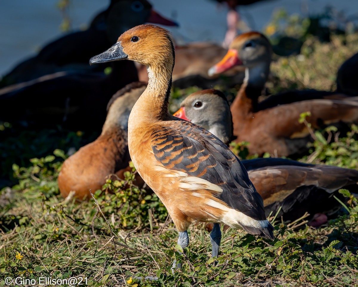 Fulvous Whistling-Duck - ML614115722