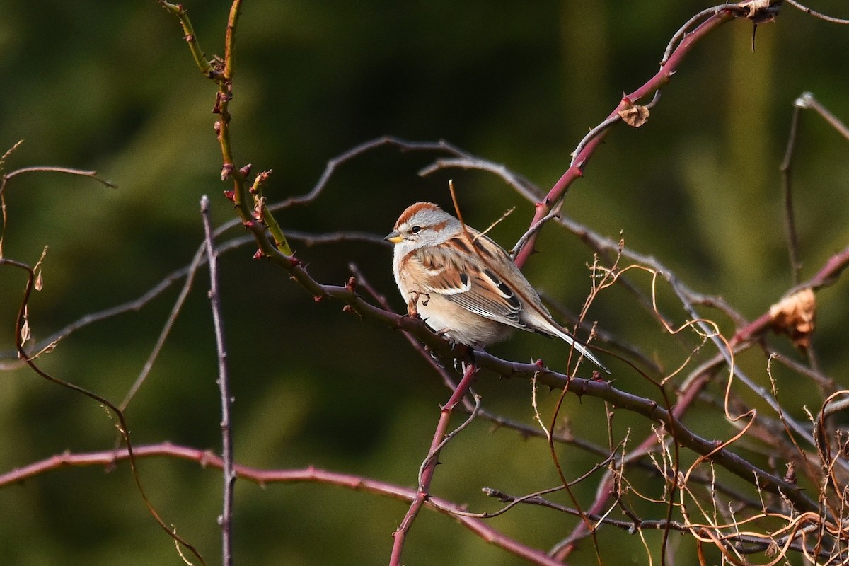 American Tree Sparrow - Tom Buehl Jr.