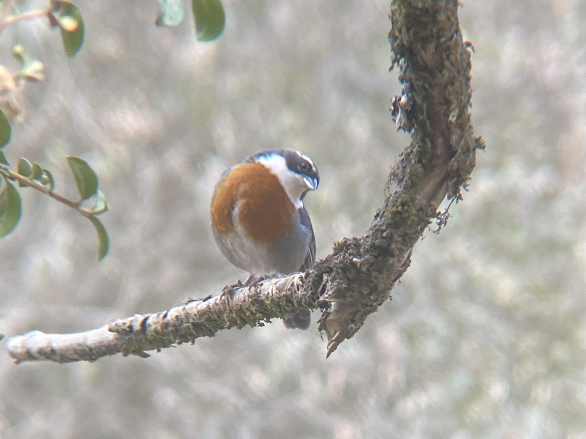 Chestnut-breasted Mountain Finch - ML614115959