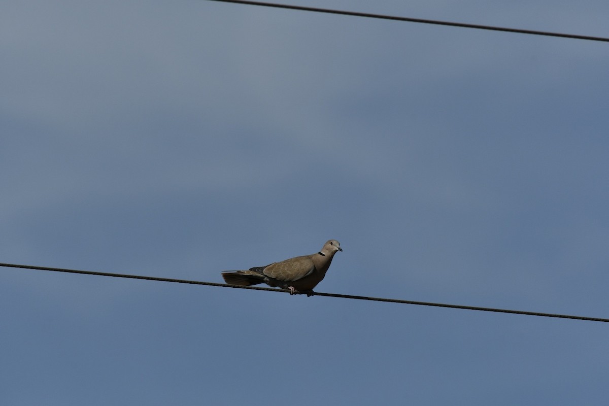 Eurasian Collared-Dove - ML614115982